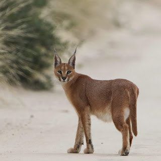 Caracal Cat