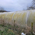 Polytunnel Clean Up