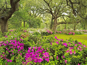 Spring Garden wallpaper