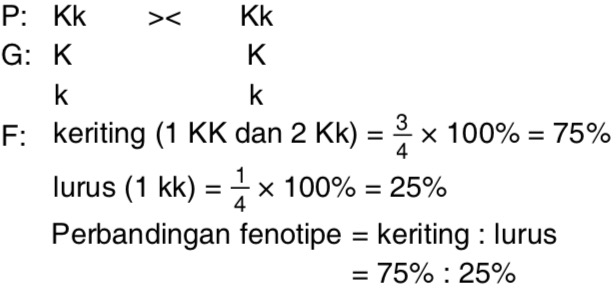 Apabila rambut  lurus  adalah sifat resesif dari perkawinan 