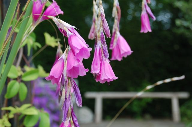 Dierama