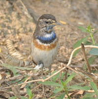 Bluethroat