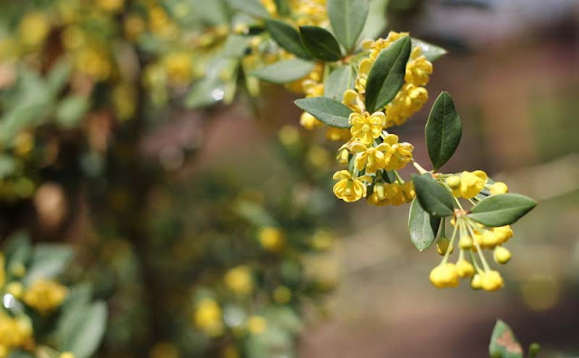 Berberis Pruinosa Flowers Pictures