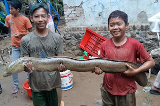 Di Banten Warga Mendapat Ikan Eel atau Moa Besar