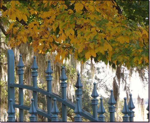 fenceIMG_6615