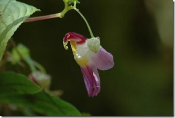 image0011