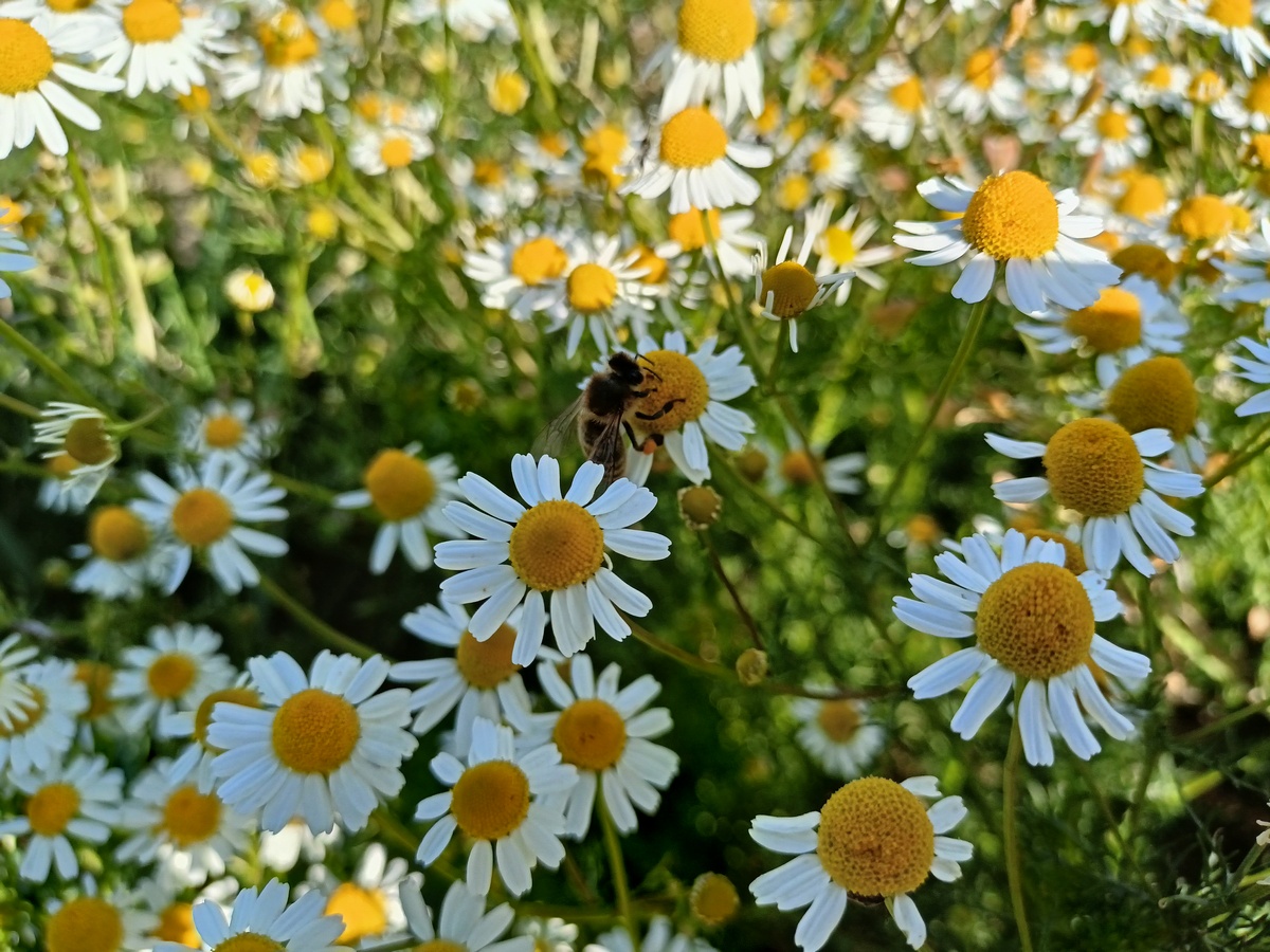 pole rumianku, na jednym z kwiatów siedzi pszczoła