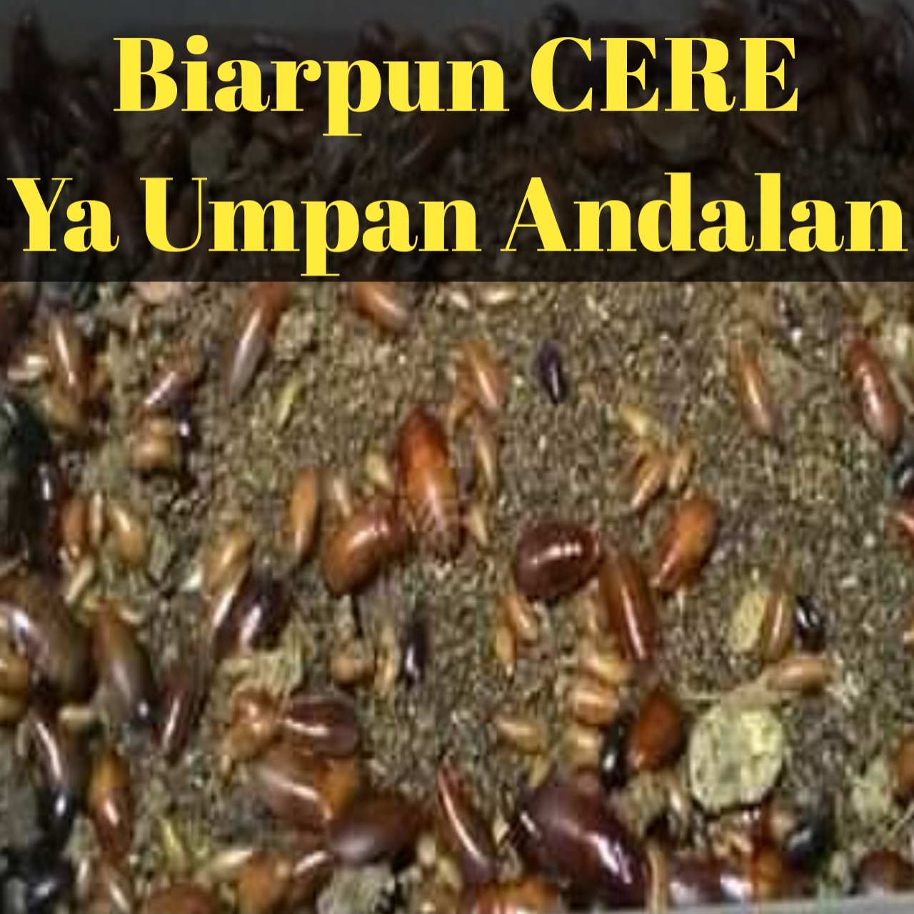 Mancing ikan pakai umpan cere secara alami bisa dipastikan strike ikan besar