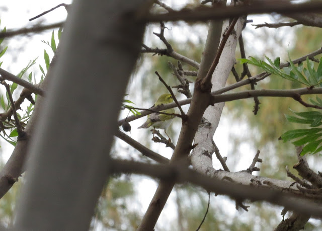 Wood Warbler - Golf Las Americas, Tenerife