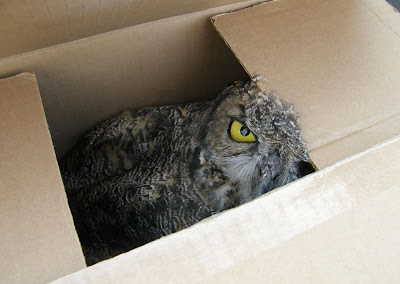 Owl in a Car - Owl in a Box