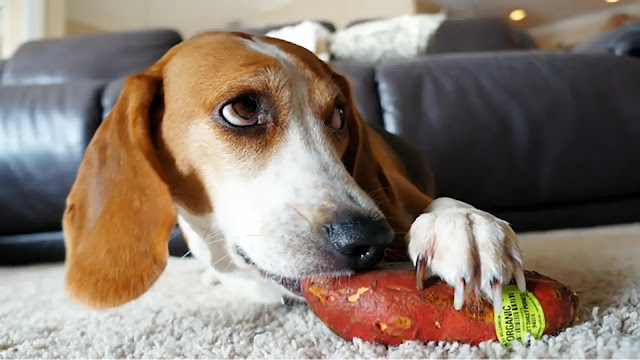 Dog With Sweet Potato