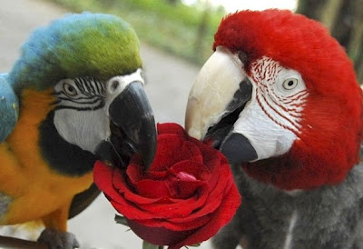 Amor