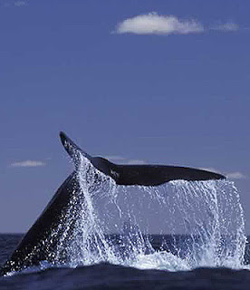 Foto de una cola de ballena en plena acción en Península Valdés