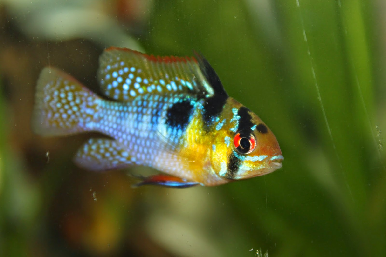 http://thoseamazingfish.blogspot.com/2015/05/papiliochromis-ramirezi.html