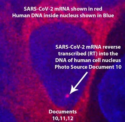 Reingegnerizzazione di HKU4 per superare la barriera delle specie