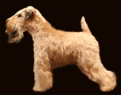 soft coated wheaten terrier