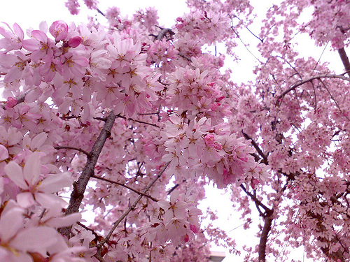 japanese cherry tree blossoms. japanese cherry tree blossoms.