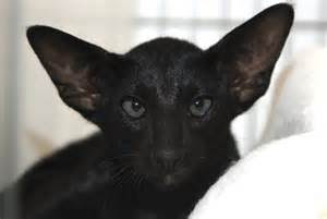 black siamese cat