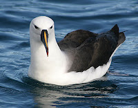 Albatross