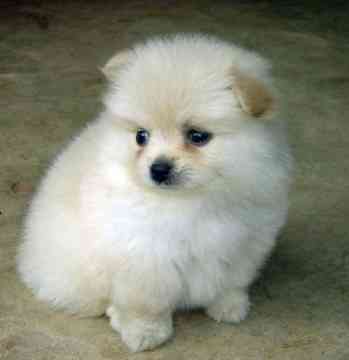 Teacup Pomeranian Puppies on Baby Puppy  Quevadi It   S Rose   Pomeranian       Christieson Puppy