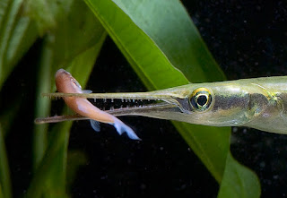 Xenentodon cancila - Freshwater garfish - yonna/යොන්නා