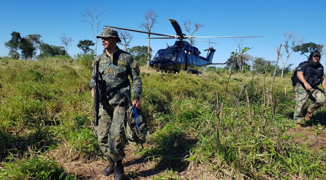 LATINOAMÉRICA: En Paraguay fueron destruidos 413 hectáreas de marihuana.