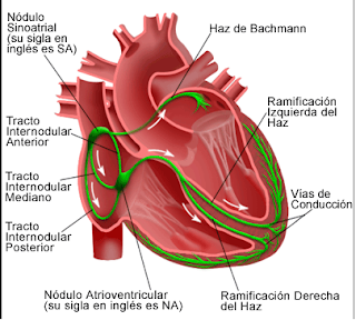 Vías de conducción eléctrica del corazón