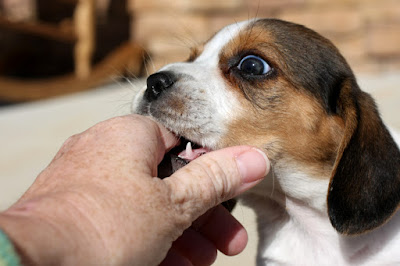 how to stop a puppy from biting