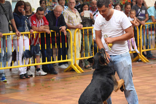 Los perros de la asociación GT Wurssy causan admiración en las fiestas de El Regato