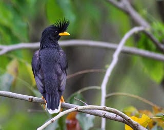  Macam  Macam  Varietas Burung  Jalak EkoDoc