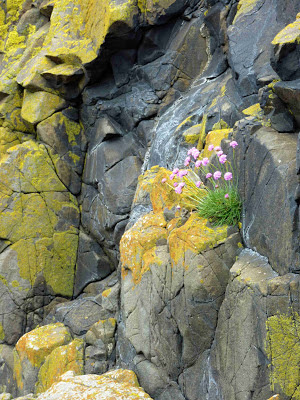 Sea Thrift, Lindisfarne