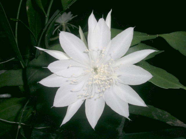 gambar bunga wijayakusuma | Indonesiadalamtulisan ...