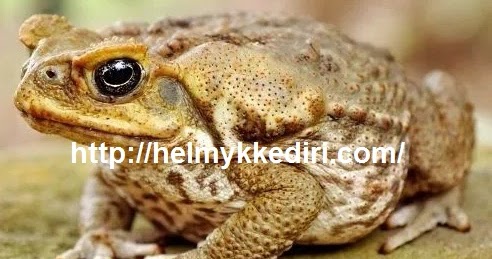 Dalil Larangan Membunuh Katak dalam  Islam 