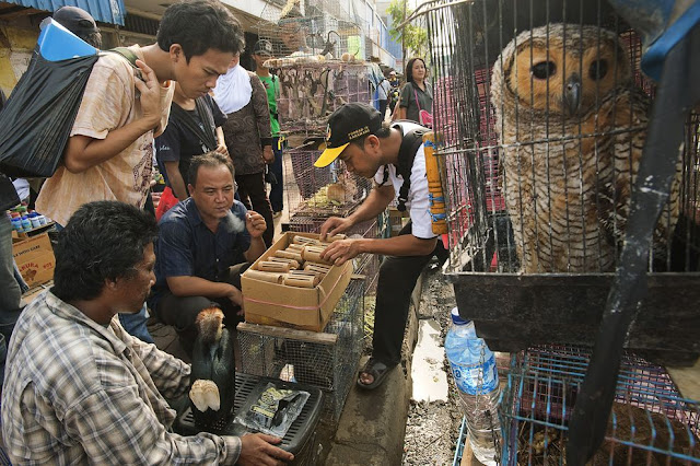 Hạn chế tiếp xúc và không sử dụng các món ăn từ động vật hoang dã