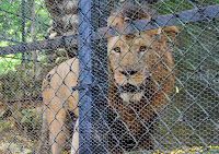 Lion,  at Bannerghatta National Park, #traveldiary1234