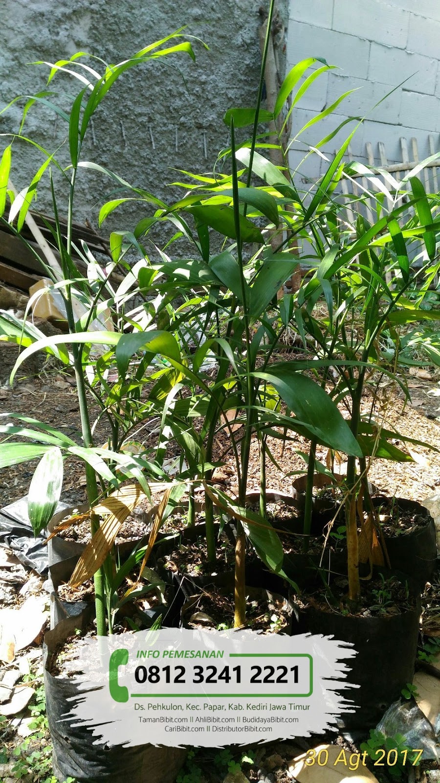  Jual Bibit Pohon Palem  Bambu Komodoria Kualitas 