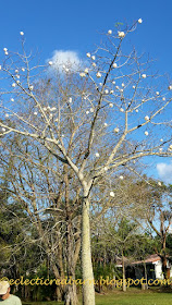 Eclectic Red Barn: Cotton Tree