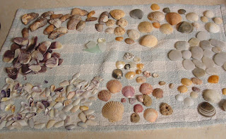 sea shells from Topsail Island, NC