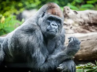 The largest gorilla ever recorded.