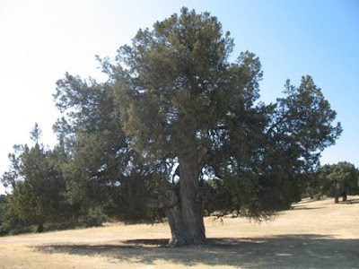 Spanish Juniper tree
