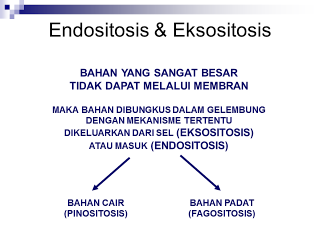 Endositosis dan Eksositosis