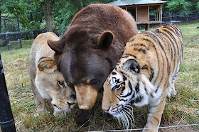 Shere Khan the Tiger, Leo the Lion and Baloo the Bear 