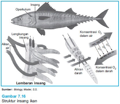 ApaAja Proses Respirasi pada Ikan 