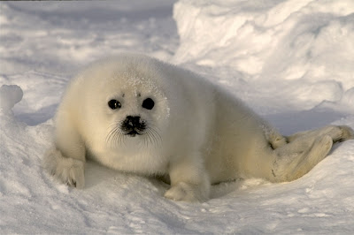 Cute Seal Seen On www.coolpicturegallery.us