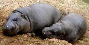 Foto de pequeños hipopótamos durmiendo