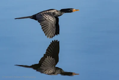 Cormorant in Flight - Woodbridge Island, Cape Town  : Processed in Lightroom Classic 7.3