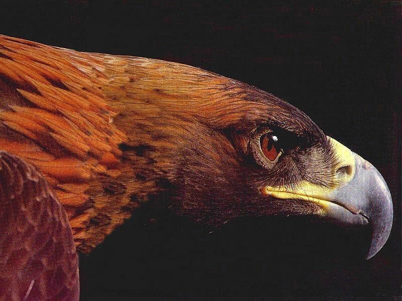 golden eagle wallpaper. Golden Eagle for Top Wallpaper