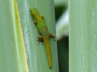 Phelsuma laticauda - Gecko diurne à poussière d'or