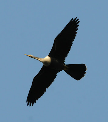 Anhinga (Anhinga anhinga)