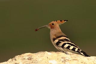 Hoopoe (Upupas epops)